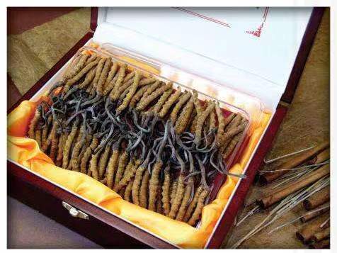 黔东南冬虫夏草回收